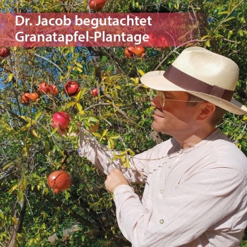 Dr. Jacob's - Granatapfel-Elixier mediterran - 500ml